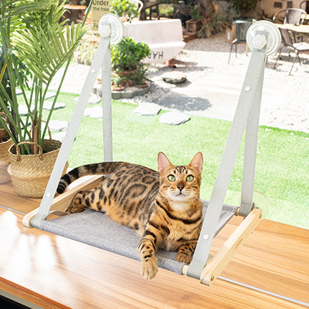 hamac-fenetre-chat-avec-ventouses-chat-couche-regarde-en-haut