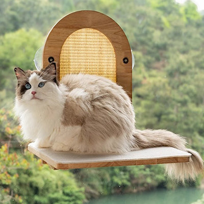 hamac_fenetre_pour_chat_et_son_griffoir_chat_assis