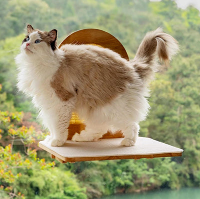 hamac_fenetre_pour_chat_et_son_griffoir_chat_debut