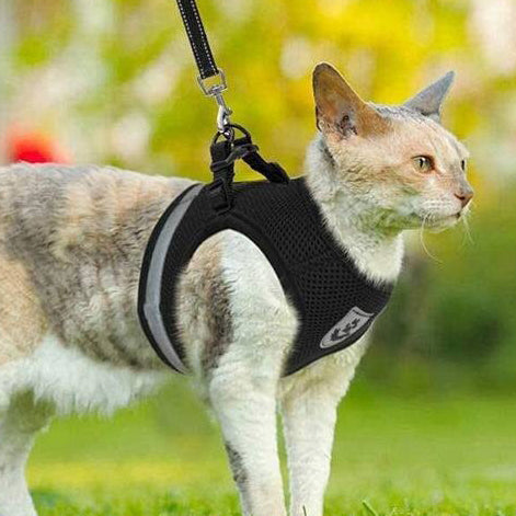 harnais-chat-anti-fugue-collier-chat