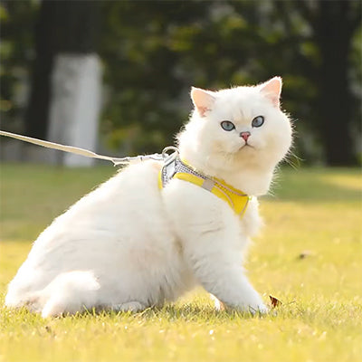 harnais-pour-chat-jardin