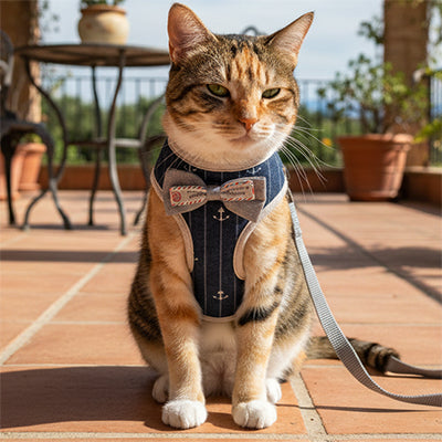 harnais_anti_evasion_chat_noeud_pape_bleu_terrasse