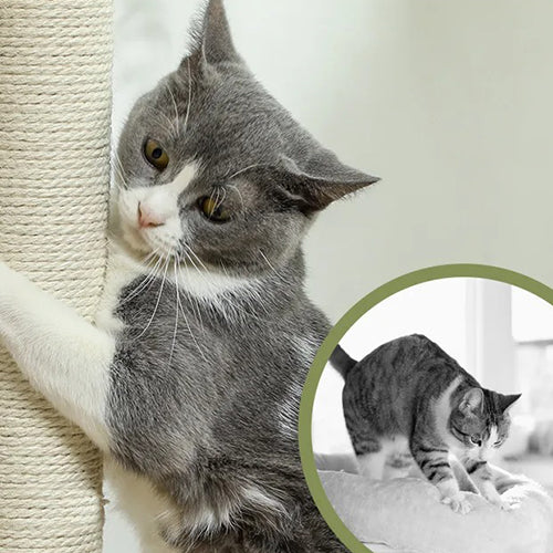 petit-arbre-a-chat-gain-de-place-chat-qui-fait-ses-griffes